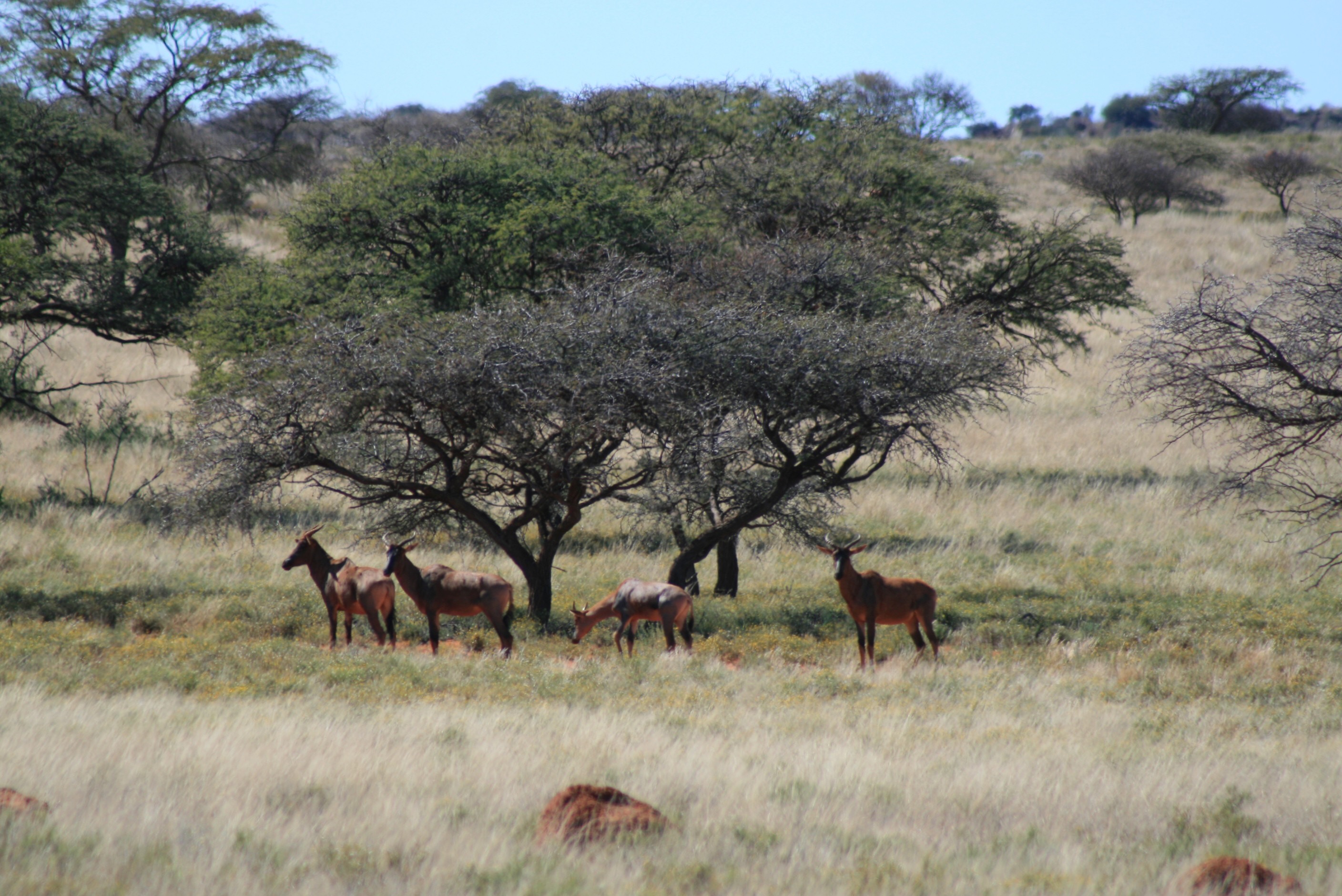Red hartebeest grazing beneath camel thorn trees in Mokala National Park.