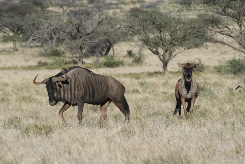 Blue wildebeest in Mokala National Park.