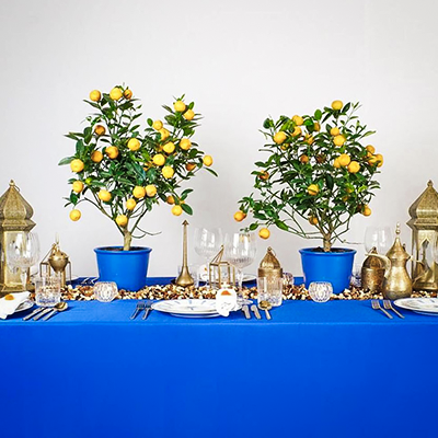 blue-table-setting-with-citrus-trees