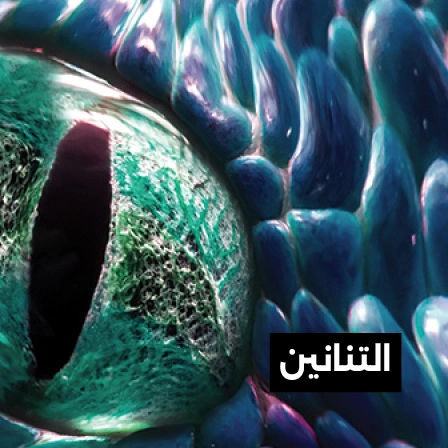 التنانين