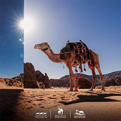 جمل-مزين-في-الصحراء