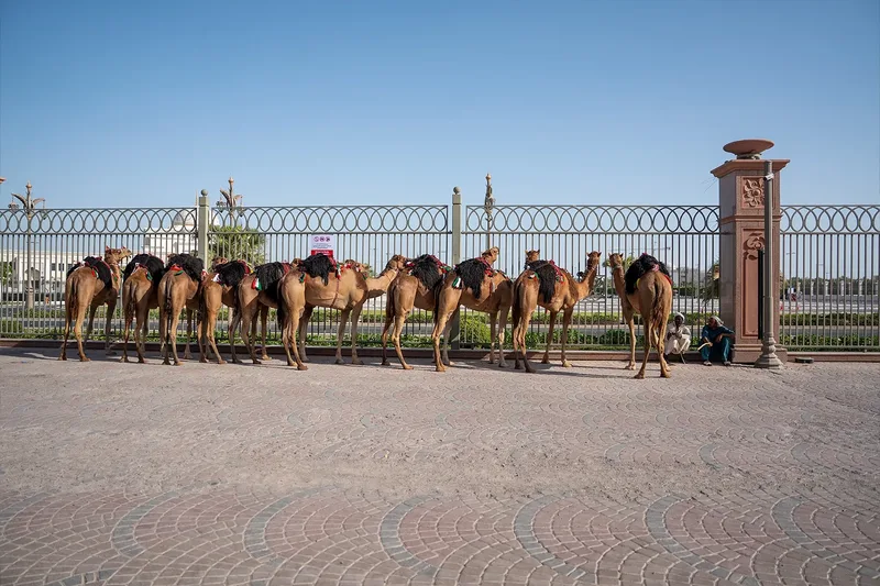 Camels positioned within a controlled event site area