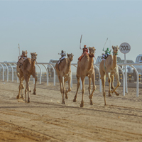 camel-racing-sporting-event.jpg