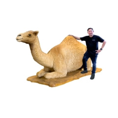 Camel - 165cm - Resting P-AM105-LI