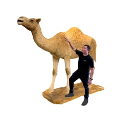 Camel - 240cm - Standing ​P-AM106-LI