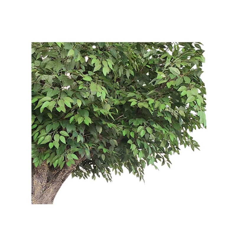 P-AT110-GR 3m high artificial Ficus tree with green leaves