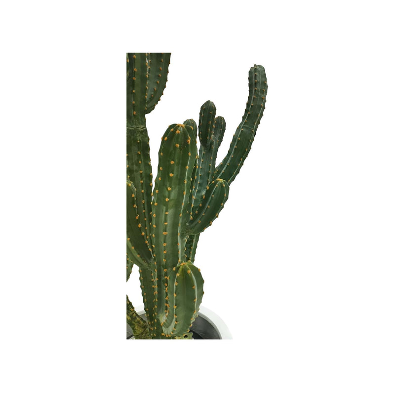P-CA106-NT 168cm high Cereus 'nearly natural' cactus tree + P-PT123-WH 40cm dia Plymouth round white fiberglass plant pot