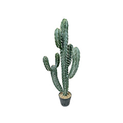 Toothpick Cactus - 101cm ​​P-CA109-NT