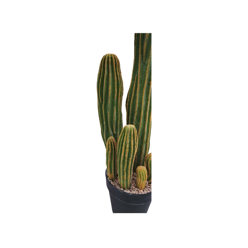  P-CA111-NT 60cm high San Pedro 'nearly natural' cactus