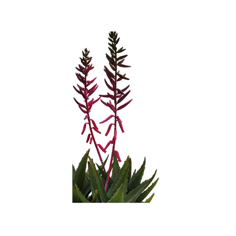  P-CA114-NT 50cm high Aloe Vera 'nearly natural' Plant