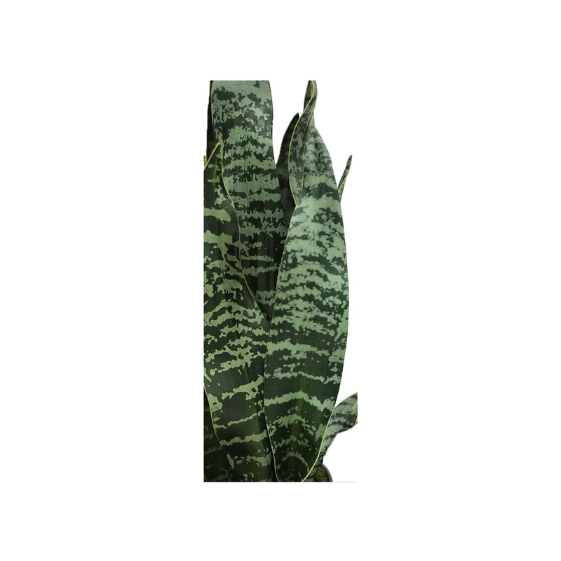  P-CA115-NT 51cm high Snake 'nearly natural' Plant