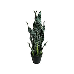 Snake Plant - 51cm P-CA115-NT