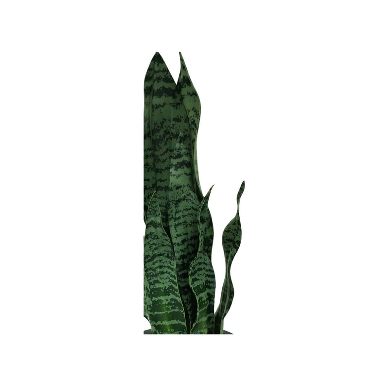P-CA116-NT 65cm Snake 'nearly natural' Plant