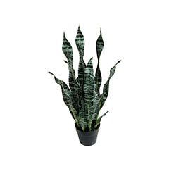Snake Plant - 71cm P-CA117-NT