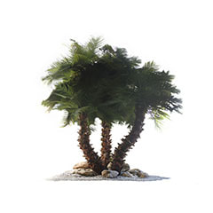 Set of 3 Date Palms - 3.5m P-FK101-NT