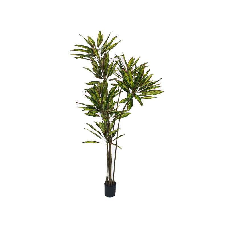 P-NN102-NT  245cm high 'nearly natural' Dracaena plant