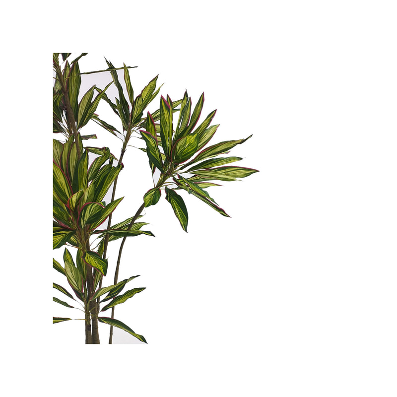P-NN102-NT  245cm high 'nearly natural' Dracaena plant