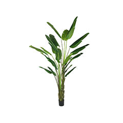 Banana Palm - 235cm high​ ​P-NN103-NT