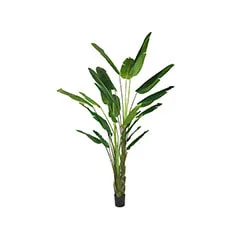 Banana Palm - 235cm high​ ​P-NN103-NT