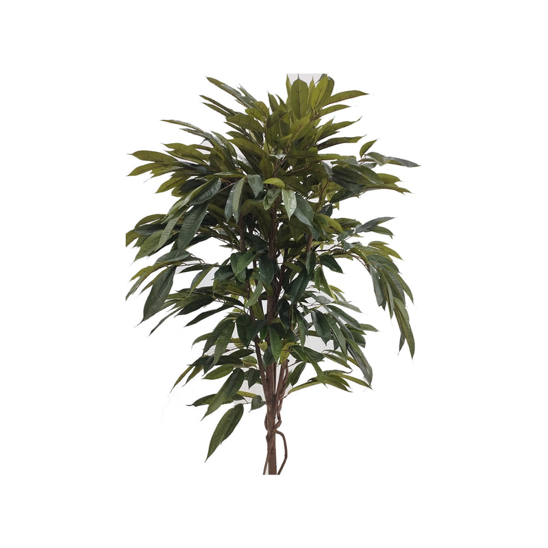 P-NN104-NT 210cm high 'nearly natural' Ficus Longifolia bush 100cm high