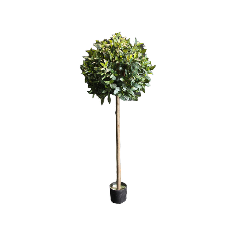 P-NN107-NT 155cm high 'nearly natural' Ficus topiary bush