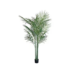 Areca Palm - 190cm ​P-NN108-NT