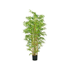 Bamboo - 210cm ​P-NN109-NT