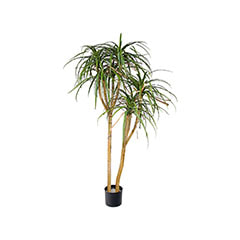 Dracaena - 120cm ​P-NN110-NT