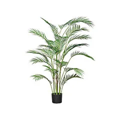 Areca Palm - 120cm ​P-NN115-NT
