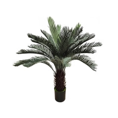 Cycad - 150cm ​P-NN118-NL