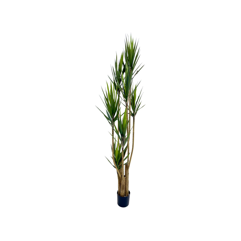P-NN123-NT 235cm high  'nearly natural' Yukka plant