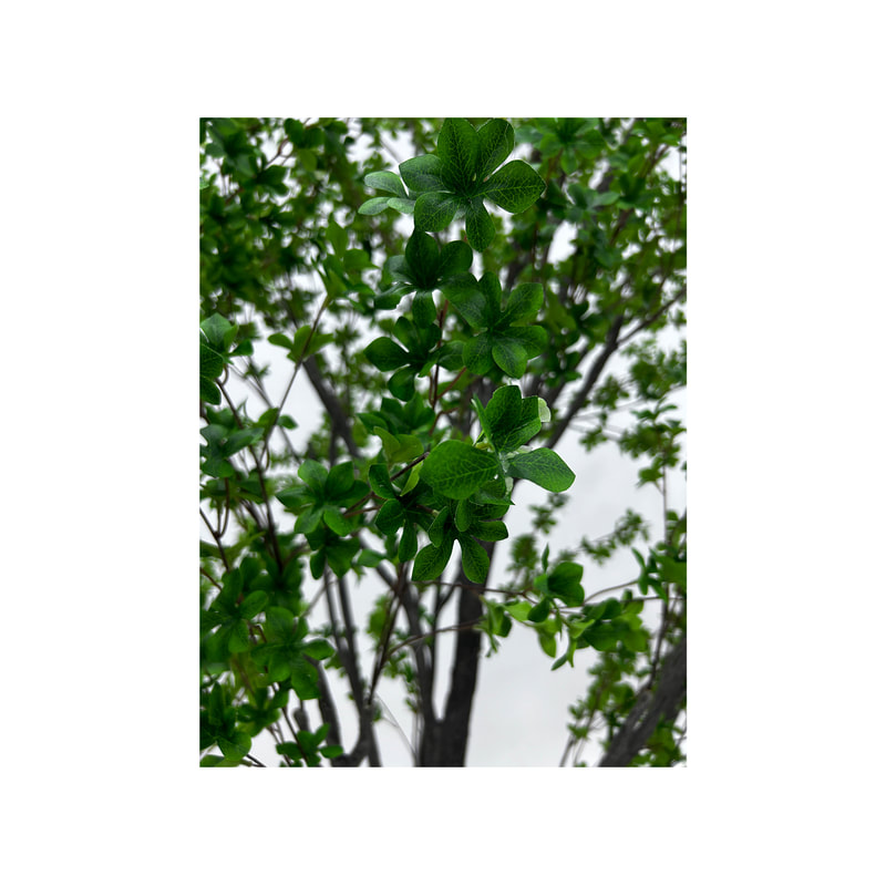 P-NN126-NT 280cm high 'nearly natural' Enkianthus Perulatus
