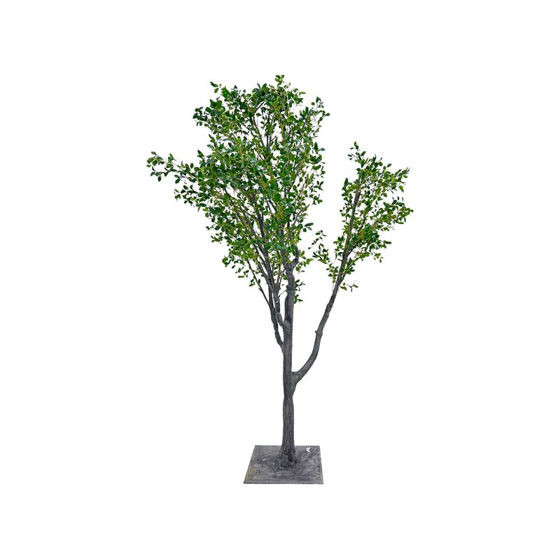 P-NN127-NT 300cm high 'nearly natural' Aglaia Odorata