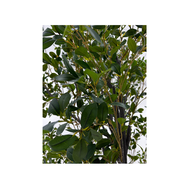 P-NN126-NT 280cm high 'nearly natural' Enkianthus Perulatus