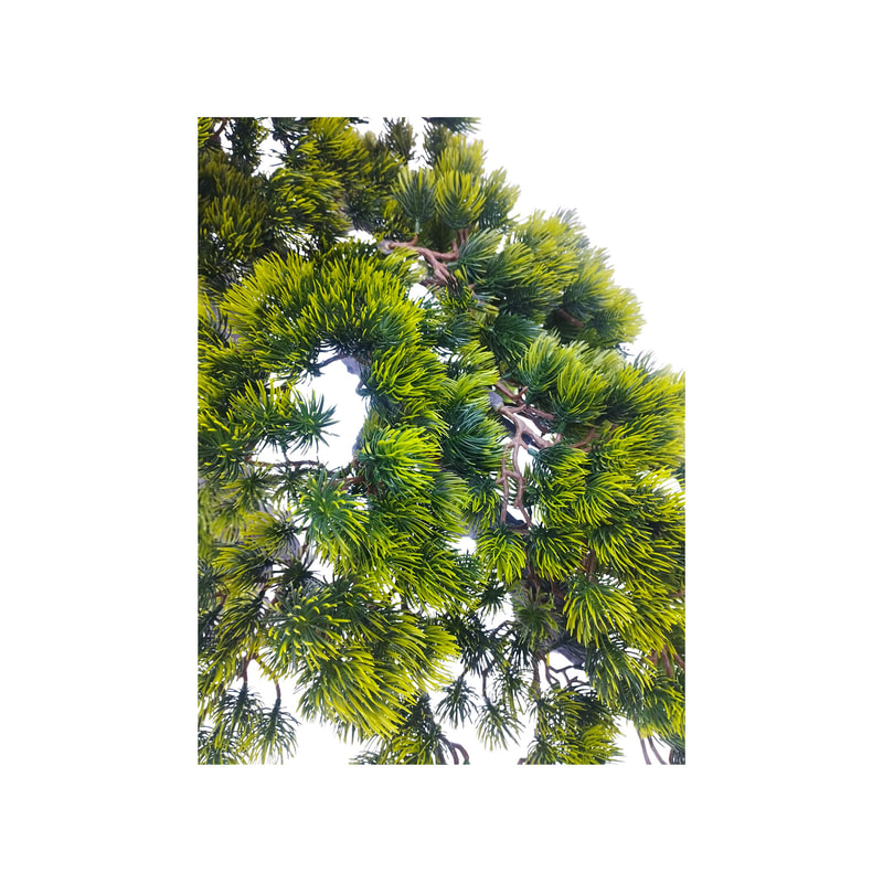 P-NN130-NT Type 1 120cm high 'nearly natural' bonsai Pine tree