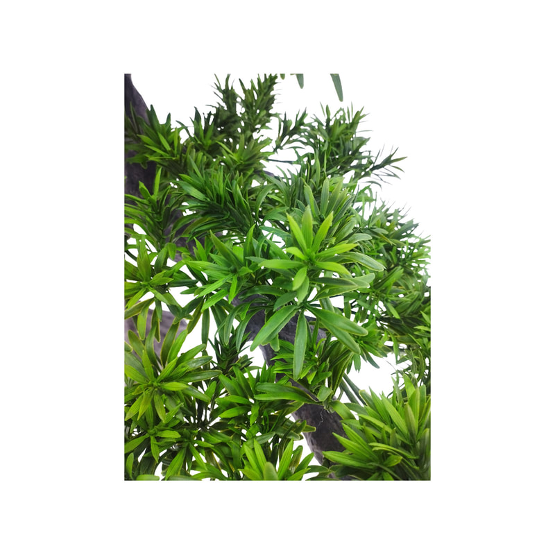 P-NN131-NT Type 2 145cm high 'nearly natural' bonsai Pine tree