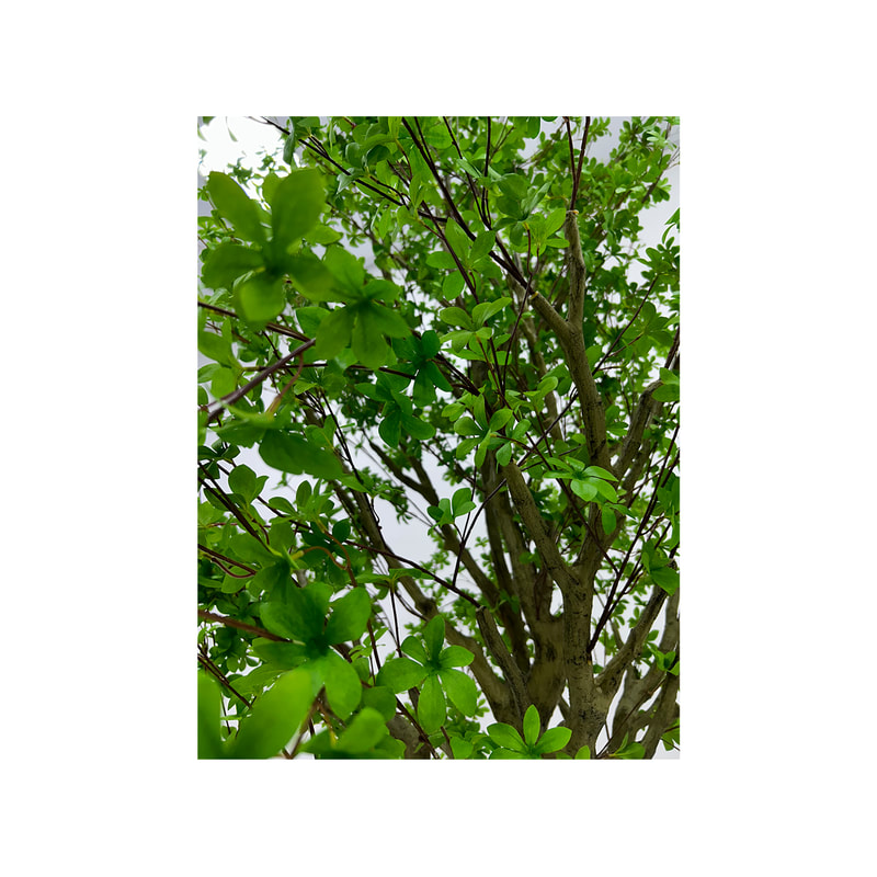 P-NN135-NT 330cm high 'nearly natural' Enkianthus Perulatus