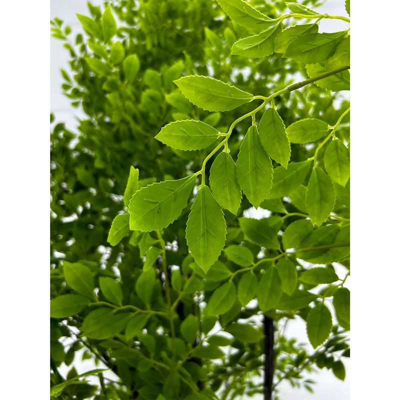 P-NN136-N 300cm high 'nearly natural' Elm tree