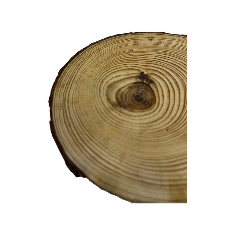 P-PM113-NW 10cm Lockheart slice of natural wood with bark