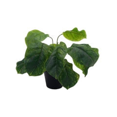 Philodendron Plant - 8cm ​P-AP111-GR