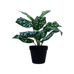 Variegated Philodendron Plant - 8cm ​P-AP113-GR