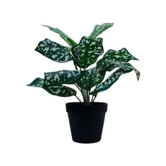 Variegated Philodendron Plant - 8cm high P-AP113-GR