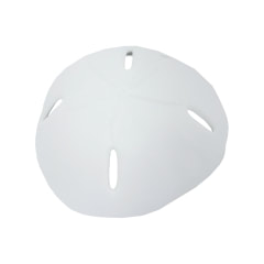 Sand Dollar Set - Type 2 - Beige ​P-PH707-BE