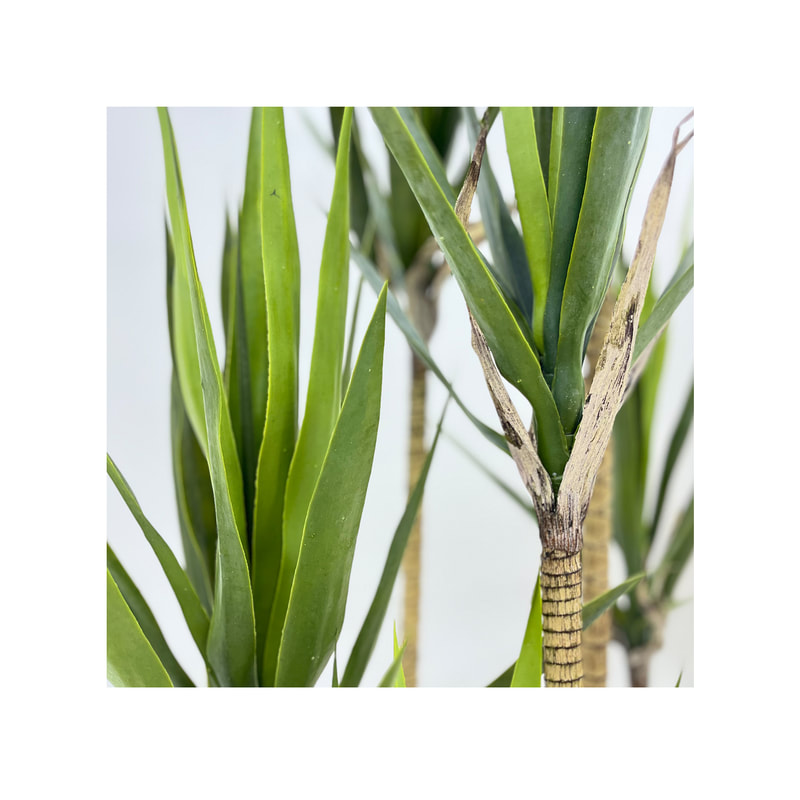 P-NN123-NT 235cm high  'nearly natural' Yukka plant