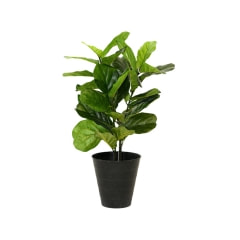 Fiddle Leaf Fig - 60cm high ​P-AP108-GR