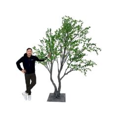 Enkianthus Perulatus - 280cm ​P-NN126-NT