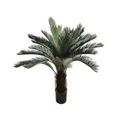 Cycad- 150cm high ​P-NN118-NL