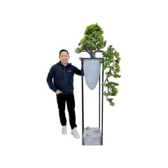 Bonsai Pine Tree - Type 5 ​P-NN134-NT