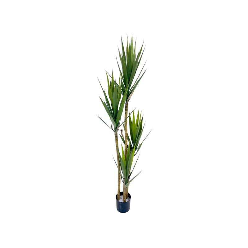 P-NN125-NT 175cm high  'nearly natural' Yukka plant