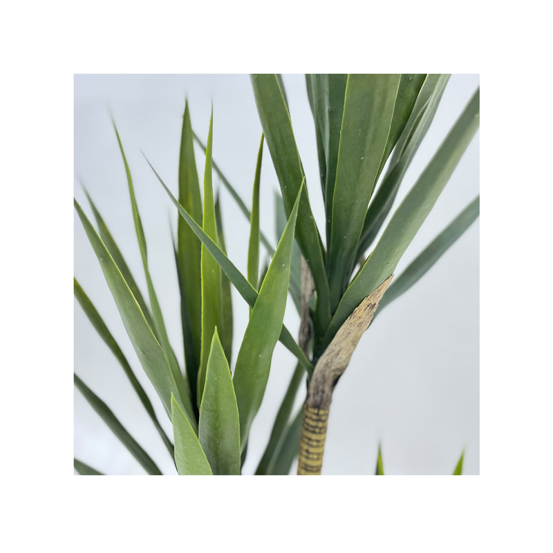 P-NN125-NT 175cm high  'nearly natural' Yukka plant